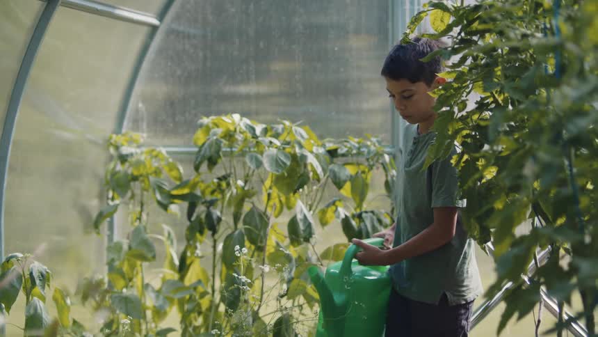 A boy is in a greenhouse watering tomato plants with a green watering pot