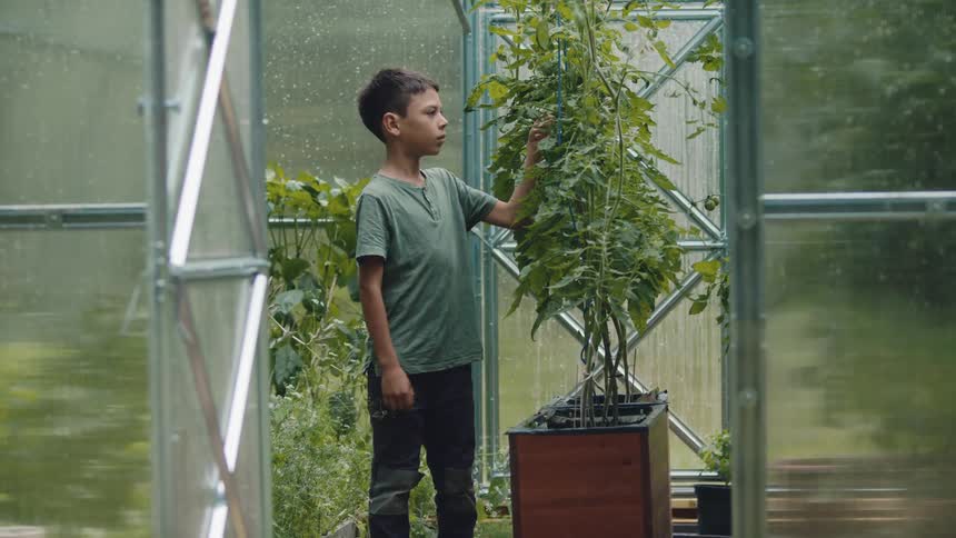 A boy is walking around in a greenhouse looking at tomato plants and touching them