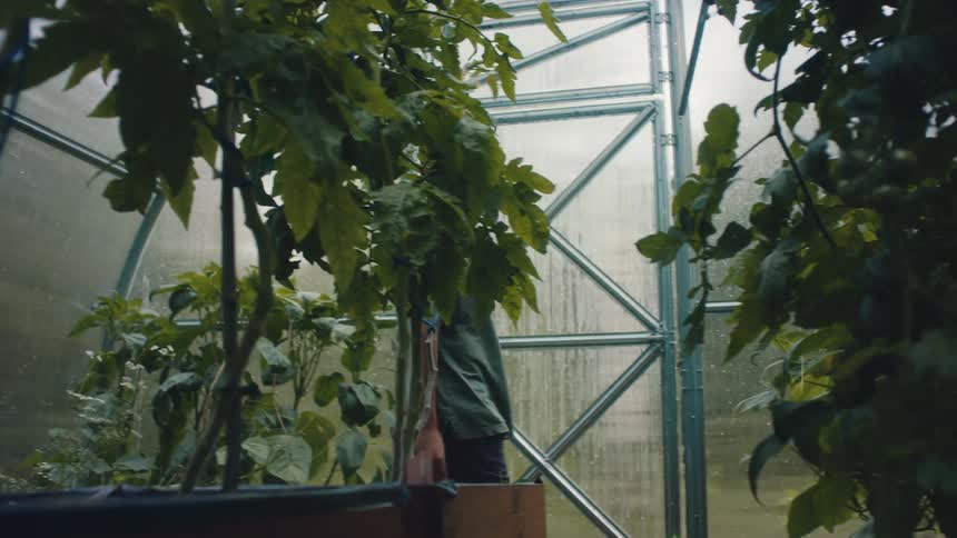 A boy is walking around tall tomato plants in a greenhouse