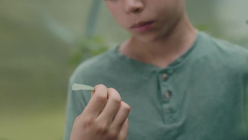 A boy is holding a leaf and looking at both sides