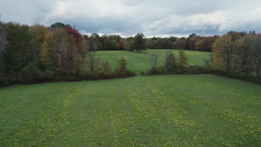Aerial view of meadows next to trees