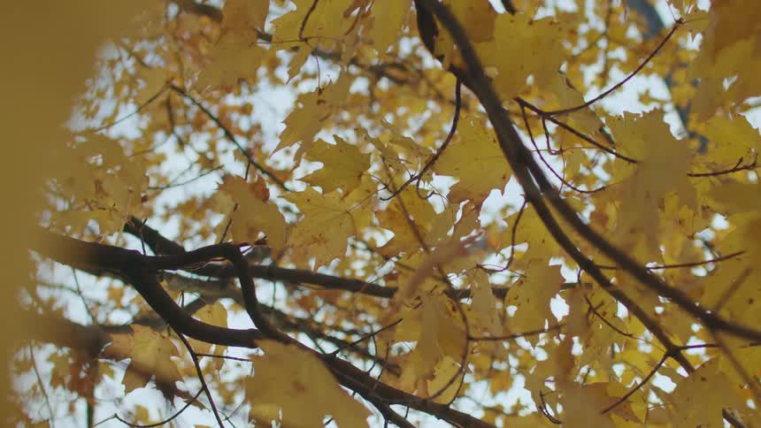 The wind blows the yellow leaves on the tree