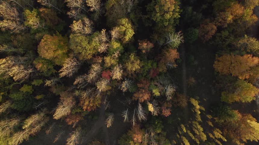 Colorful forest tree tops in autumn