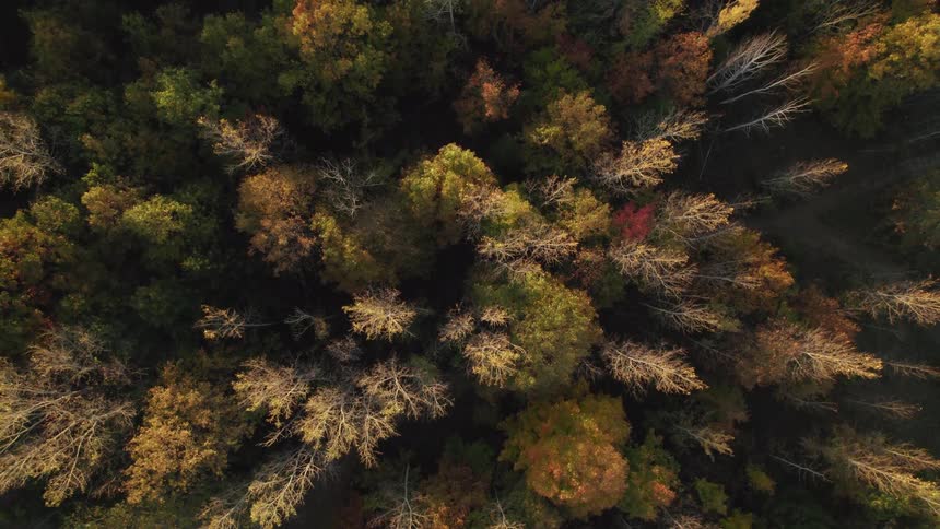 Path forks in deciduous forest with leafless trees and trees wearing fall foliage