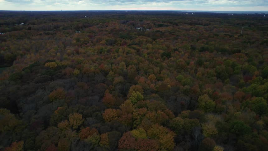 An aerial view of autumn foliage in a forest in the daytime