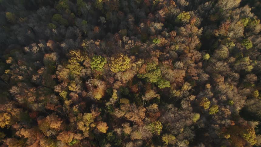 A birds eye view of fall foliage in autumn