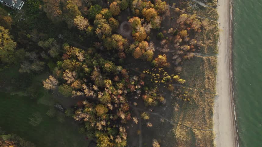 Aerial view of small group of trees in front of houses next to the beach