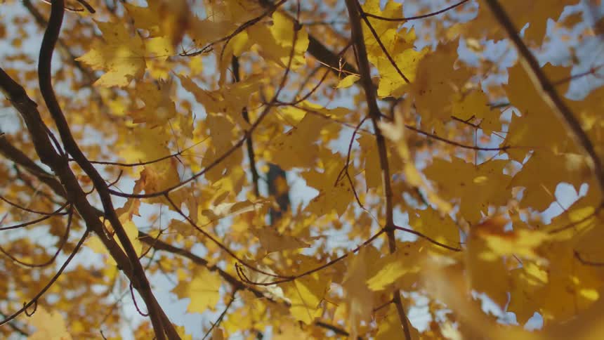Wind blowing through yellow autumn leaves on a tree branch