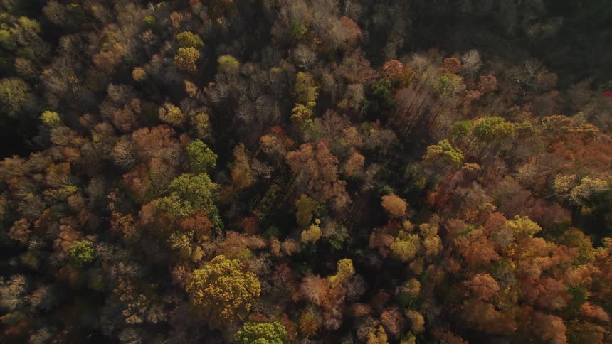 Aerial view of a forest of trees with leaves in fall colors