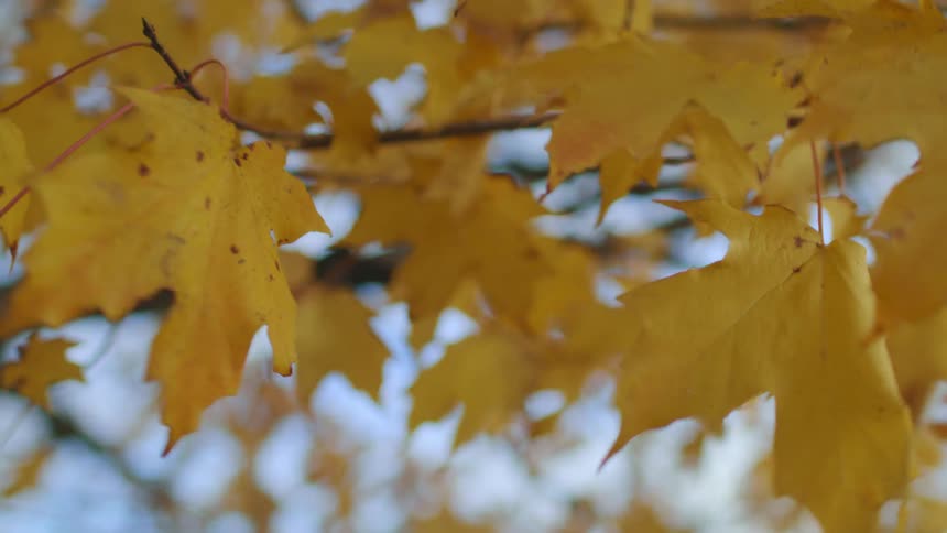 Yellow leafs waving on the tree branches at autumn in the morning