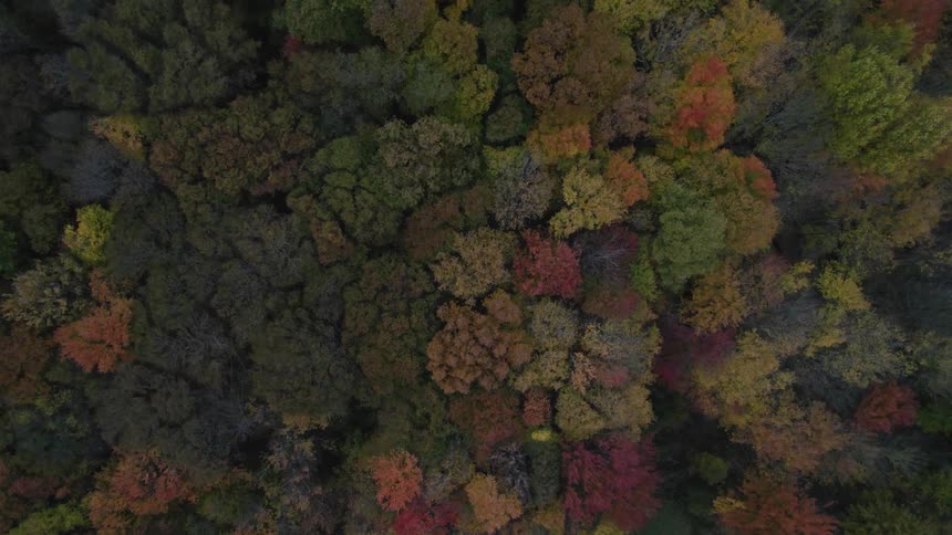 Aerial view of forest with autumn trees