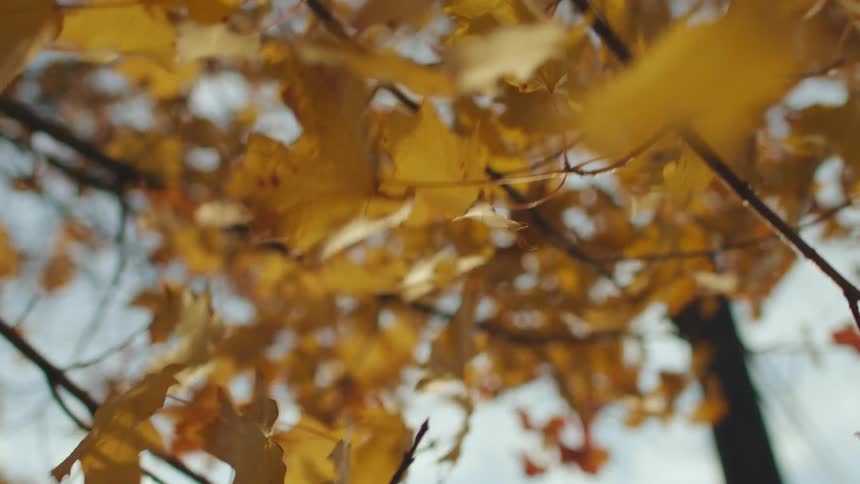Yellow leaves on dark brown branches contrast with light blue sky on windy day
