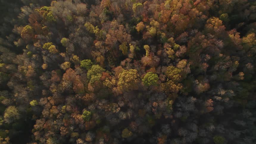 Aerial view of a forest of trees with leaves in fall colors