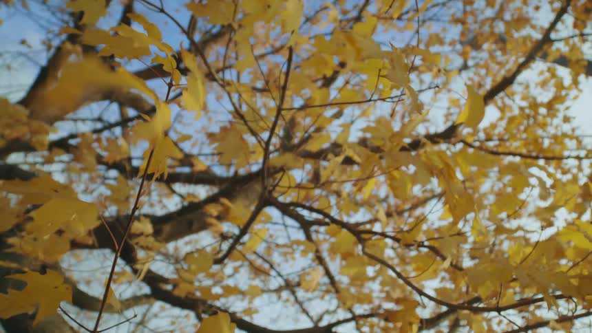 Trees brown leaves sway in wind