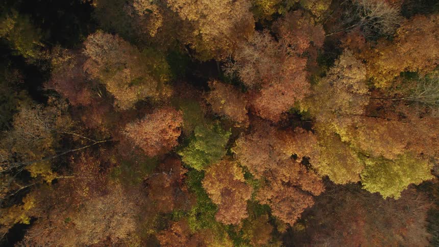 Aerial view of autumn trees with brown leaves