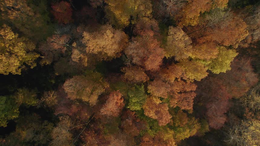 Aerial view of a forest of trees with leaves in fall colors