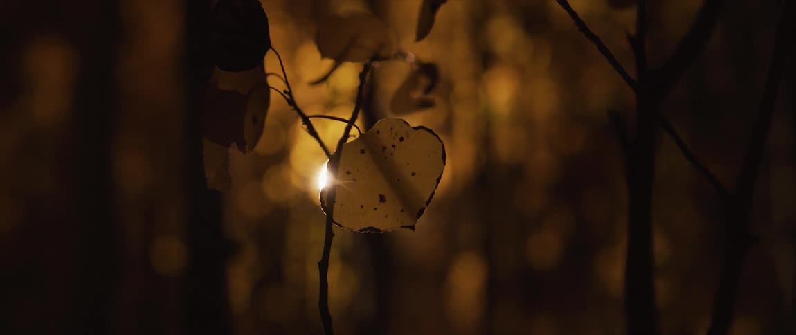 The sun shines through autumn forest with trees brown leaves swaying in wind at sunset