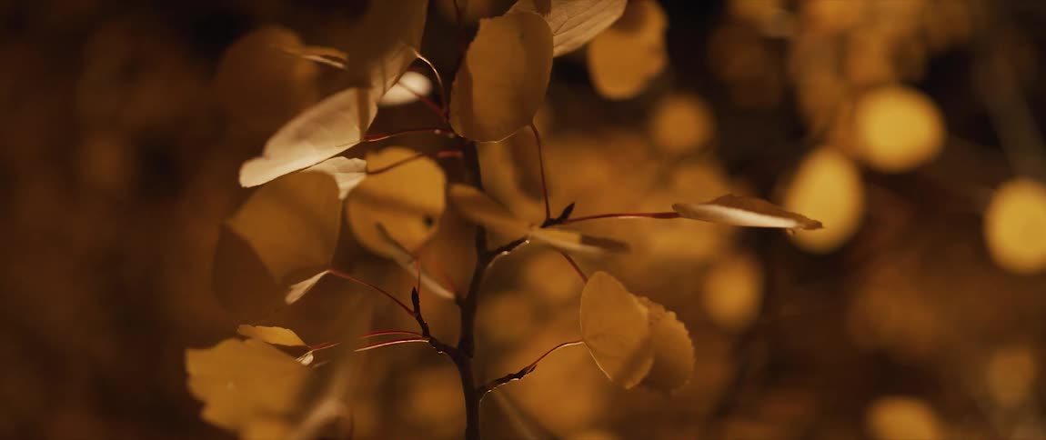 Amber leaved plant sways in the breeze