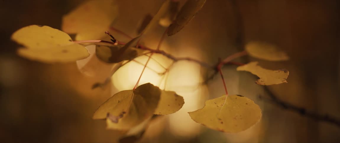 Light is shining down on leaves on a tree