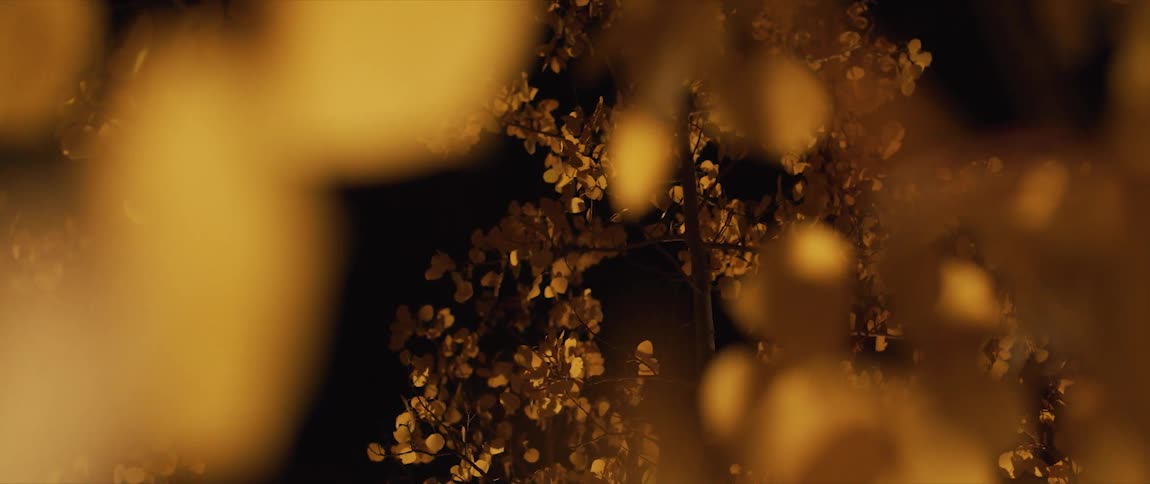 The yellow leaves in the wind at night