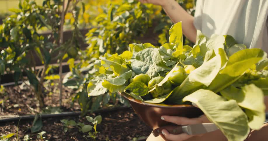 Woman picks pepper from plants in backyard garden