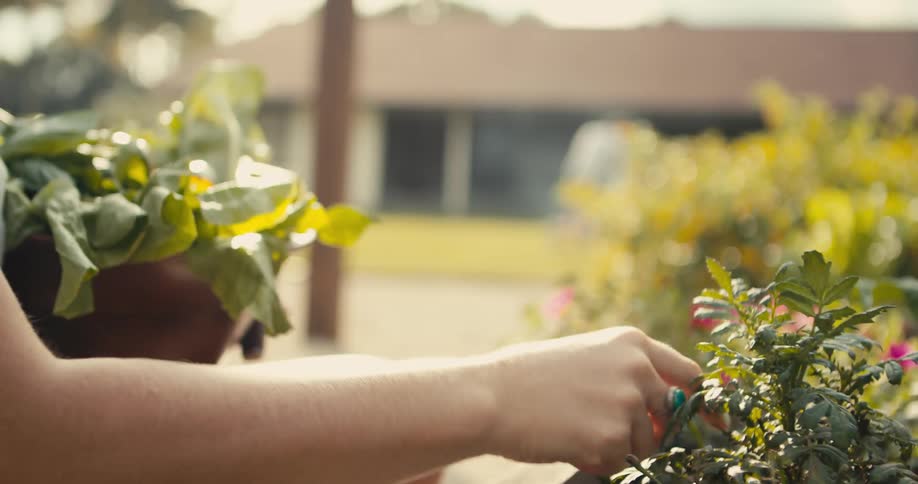 A woman is picking flowers from her garden