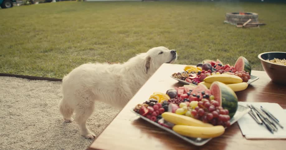 A dog is outdoors near a picnic table in spring