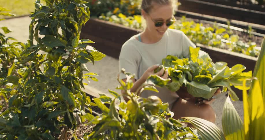 Woman with sunglasses and white t shirt picks vegetable in greenhouse