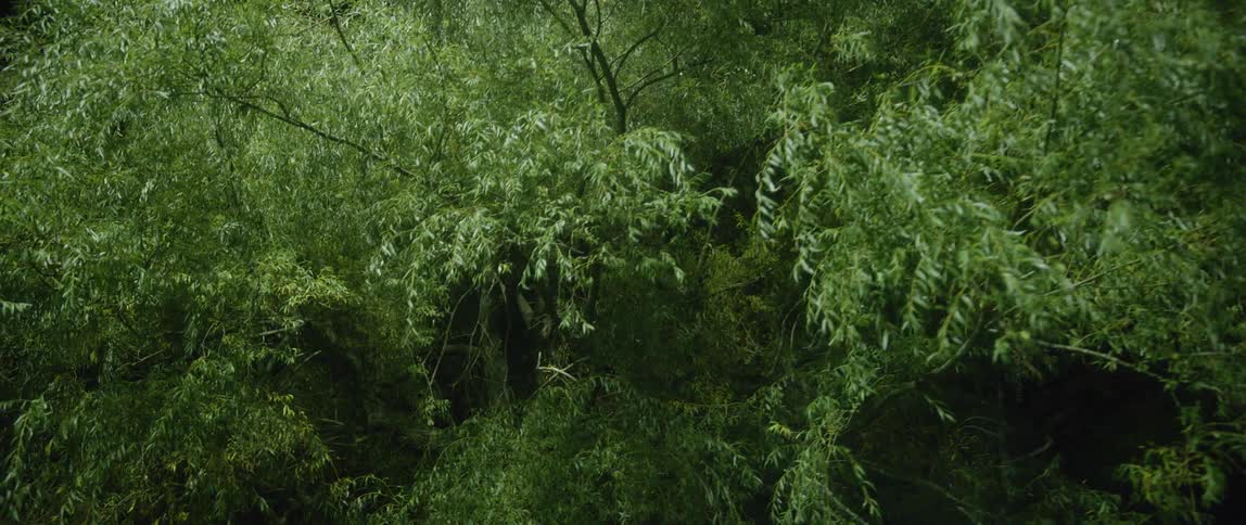 The sun briefly flashes over some thick trees