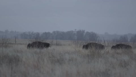 Buffalo walk in a field