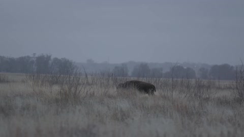 A buffalo is walking through a field