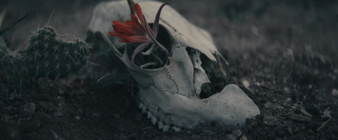 A skull is on the ground with a flower in its eye socket