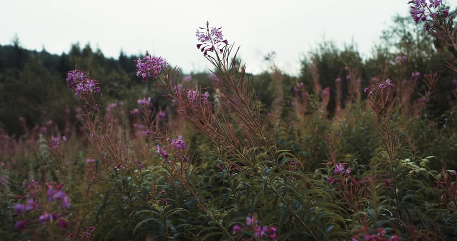 Close up of purple wildflowers blooming in a field