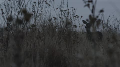 A small deer walking through a field with wildflowers