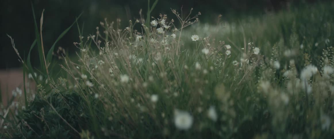 Land covered with wild grass