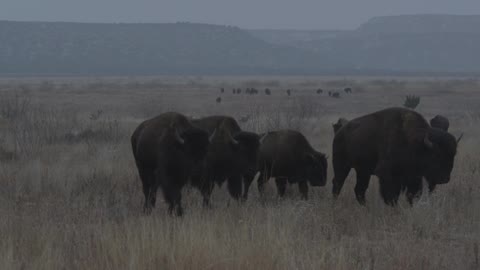 Herds of buffalo walking across the open grassy plains with a backdrop of mountains