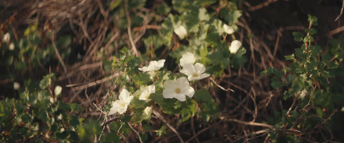 White flowers are moving in the breeze