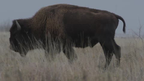 A buffalo walking in a field