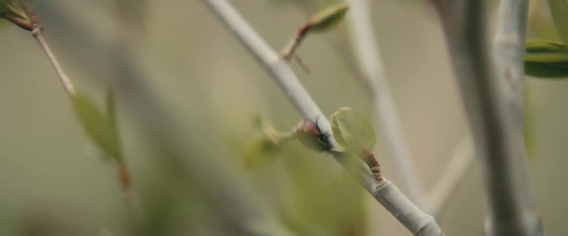 A bug is crawling on a tree branch
