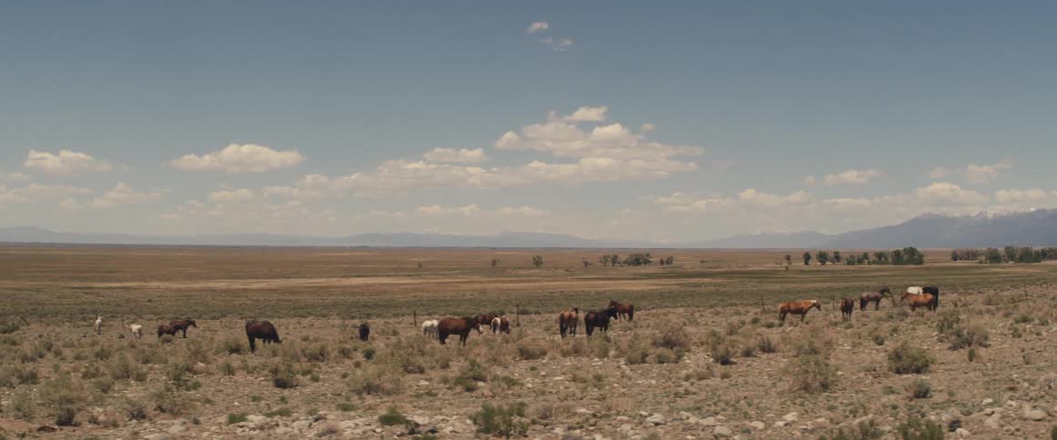 Horses are grazing on grass in a rural area