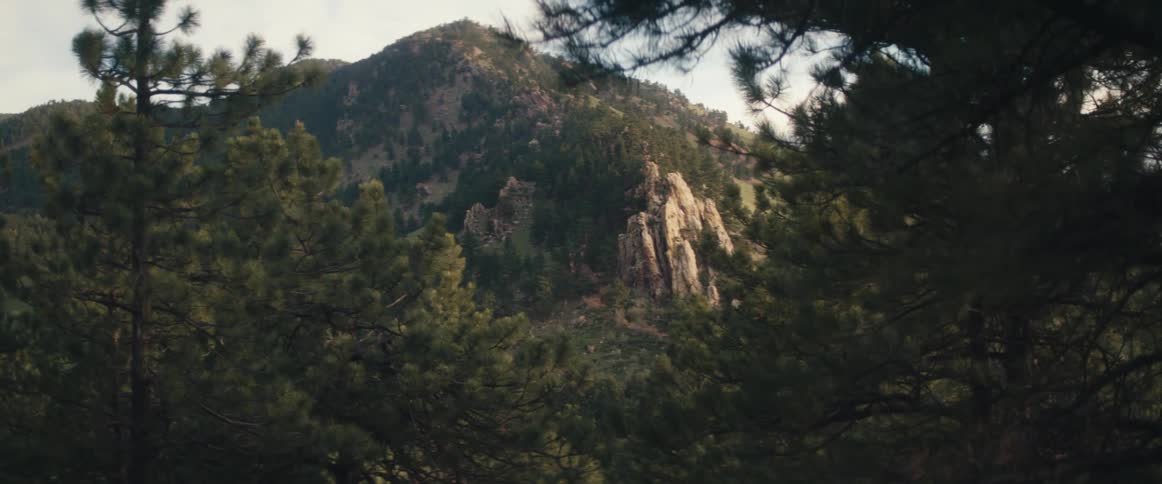 Trees are covering the mountains in spring