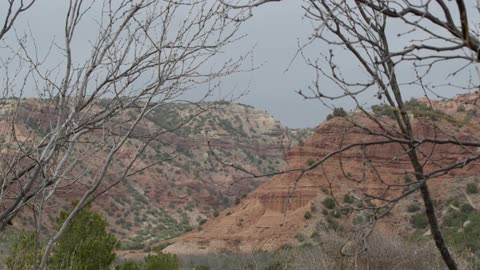 Bare trees grow in the desert