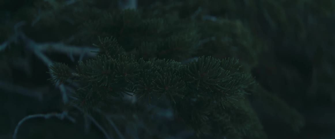 Close up view of branches on a pine tree