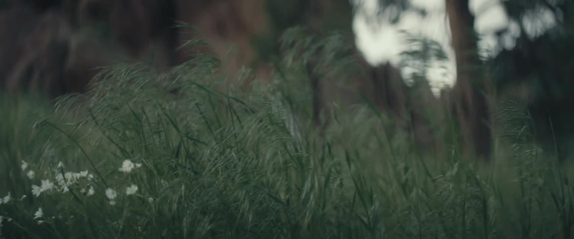 Tall grass and vegetation in the breeze near some cliffs and trees
