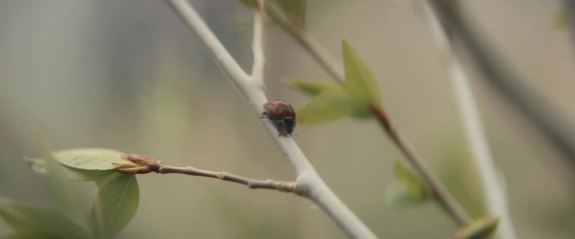 The insect crawls on the plant