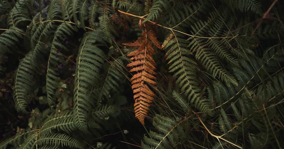 A lush green plant with one stem of all brown leaves