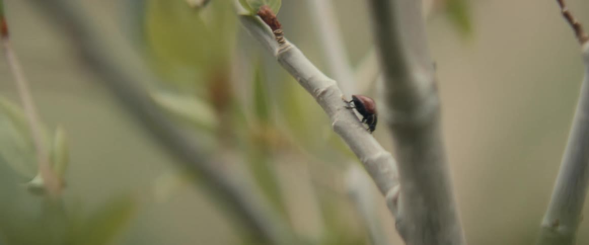Close up of a lady bug walking down a branch