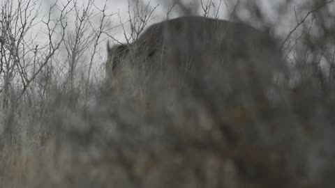 A bison walking through dead brush