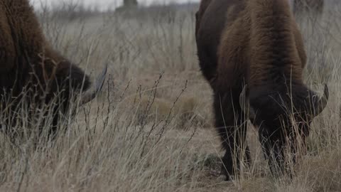 Two bison grazing amid brush