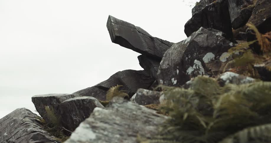 Ferns wave in the wind sitting among boulders on slope